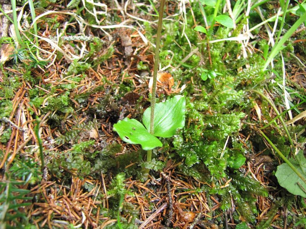 Neottia cordata